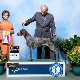 German Shorthaired Pointer All Grown Up from Stillwood German Shorthaired Pointers