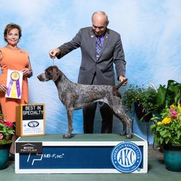 German Shorthaired Pointer All Grown Up from Stillwood German Shorthaired Pointers