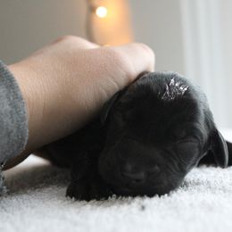 Golden Retriever and Labrador Retriever Puppies from Trenlock Kennels