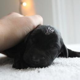 Golden Retriever and Labrador Retriever Puppies from Trenlock Kennels