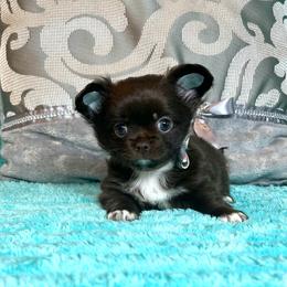 Kona - Chocolate and white male Chihuahua puppy in Mesa, Arizona from Arizona Dream Chihuahuas