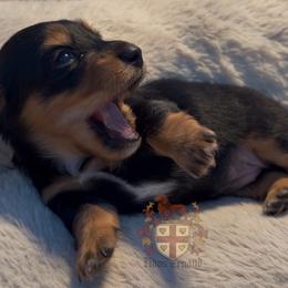 Musa - Black and Tan Longhair - Black and tan female Dachshund puppy in Miami, Florida from Haus Ernand Dachshunds