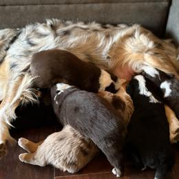 Miniature Australian Shepherd puppies from Kizmit Farmz