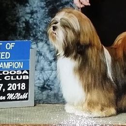 Lhasa Apsos from Sunshine Lhasa Apso