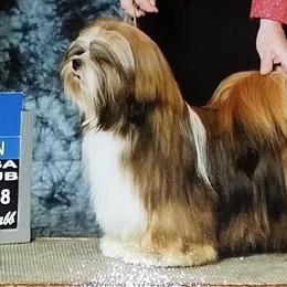 Lhasa Apsos from Sunshine Lhasa Apso