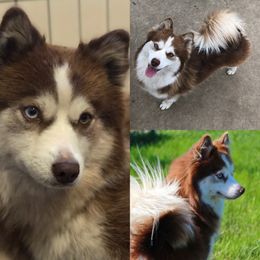 Scarlett - Pomsky