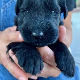 Giant Schnauzer and Miniature Schnauzer Puppies from My Angel Schnauzers
