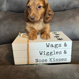 Max - Brindle male Dachshund puppy in Stuart, Iowa from Johnson Family Paws
