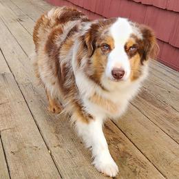 Ariat - Miniature Australian Shepherd