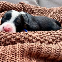 Mr. Coconut - Tri-color male Bernedoodle puppy in Hegins, Pennsylvania from Bubbling Springs Doodles, LLC