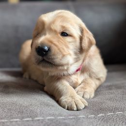 Barbie - Golden female Golden Retriever puppy in Rockaway Beach, Oregon from Beach Town Bullies