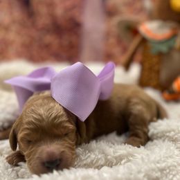 Dancer - Apricot female Goldendoodle puppy in The Woodlands, Texas from Gracie's Goldendoodles and Bernedoodles