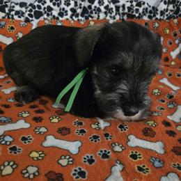 Puppy 3 - Salt and pepper male Miniature Schnauzer puppy in Winston Salem, North Carolina from Southpaw Schnauzers