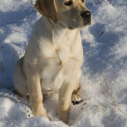 Labrador Retriever Puppies from Cecilie Drege