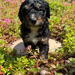Thunder - Phantom male Bernedoodle puppy in Monument, Colorado from Colorado Dreamin Doodles