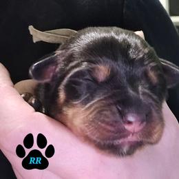 Teal - Black and mahogany female Rottweiler puppy in Tangent, Oregon from Raya's Royals
