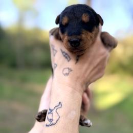 Baby Girl Yellow - Black and tan female Airedale Terrier puppy in Mooresville, North Carolina from Farm 55