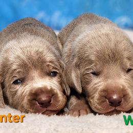 Puppy 1 - Silver gray male Weimaraner puppy in Kentucky from Willow Ridge Kennel