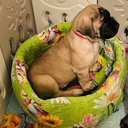 Mastiff Puppies from Cabezon Mastiffs