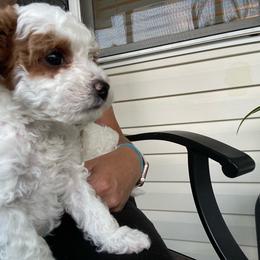 Boy 3 - Blenheim male Cavapoo puppy in Mc Connellsburg, Pennsylvania from Mumma’s Standard Poodles