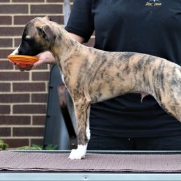 Whippet puppies from All'aria Whippets
