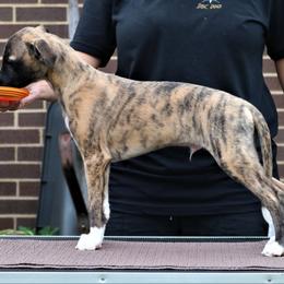 Whippet puppies from All'aria Whippets
