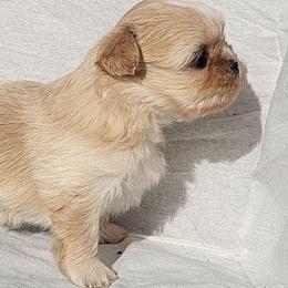 Goldie - Gold and white female Shih Tzu puppy in Willard, Utah from Shih-tzu Queen