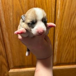 Rayna - Red female Pembroke Welsh Corgi puppy in Delton, Michigan from CorGizmo