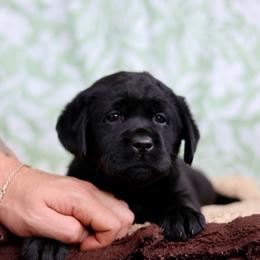 Molly - Black female Labrador Retriever puppy in Williamston, South Carolina from Dutton Dog Co & Dalla Grazia Doberman