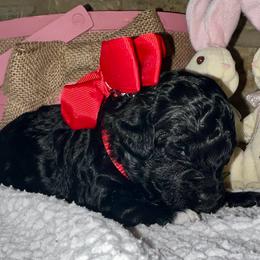 Nyssa - Black and white female Aussiedoodle puppy in Midlothian, Texas from Gray Doodles