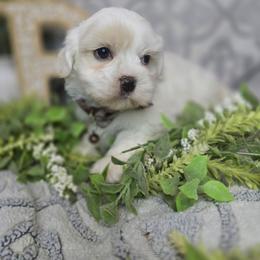 Briar - White male Shihpoo puppy in Hartville, Missouri from Petty Paws