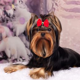 Rozzy - Yorkshire Terrier