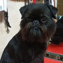 JJ - Brussels Griffon