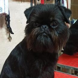 JJ - Brussels Griffon