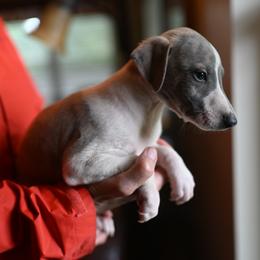 Nova - Blue brindle male Whippet puppy in Gentry, Arkansas from Mardel Robeson of Mulberry Hollow Whippets