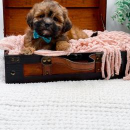 Timmy - Brindle male Shihpoo puppy in North Carolina from NC Doodle Puppies