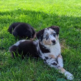 Australian Shepherd and Pomeranian Puppies from Sandy Aussie's