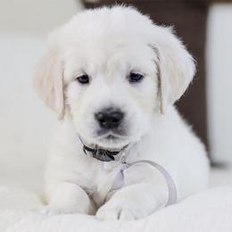 Mr. Gray Collar - Light golden male Golden Retriever puppy in Troy, Alabama from Southland Goldens