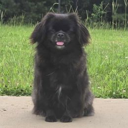 Coco - Tibetan Spaniel