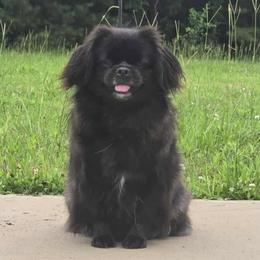 Coco - Tibetan Spaniel