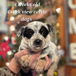 Girl 2 - Blue female Australian Cattle Dog puppy in Monroe, North Carolina from Creek View Cattle Dogs