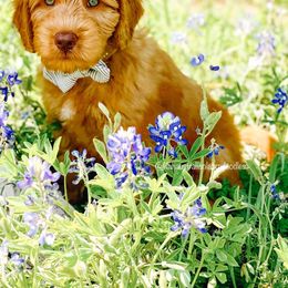 Australian Labradoodle Puppies from Lilah Australian Labradoodles