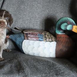 Bronze - Brown and gray female Wirehaired Pointing Griffon puppy in Afton, Wisconsin from Daehler's Wirehaired Pointing Griffons