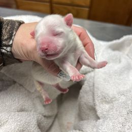 "Kai" Maltese Puppies from Genice’s Small Wonders