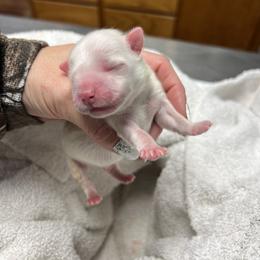 "Kai" Maltese Puppies from Genice’s Small Wonders