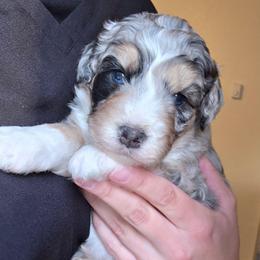 Skye - Merle female Bernedoodle puppy in Shelton, Washington from NW Bernedoodles of Washington
