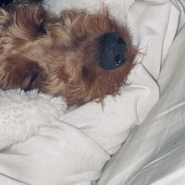 Amara - Goldendoodle