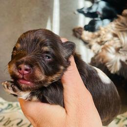 Liver tan - Liver male Miniature Schnauzer puppy in Malvern, Arkansas from Deep South Miniature Schnauzers