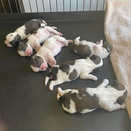 Shih Tzu Puppies from Willow Lane Shih Tzus