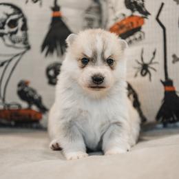 Lilith - Gray and white female Siberian Husky puppy in Front Royal, Virginia from North River Siberians